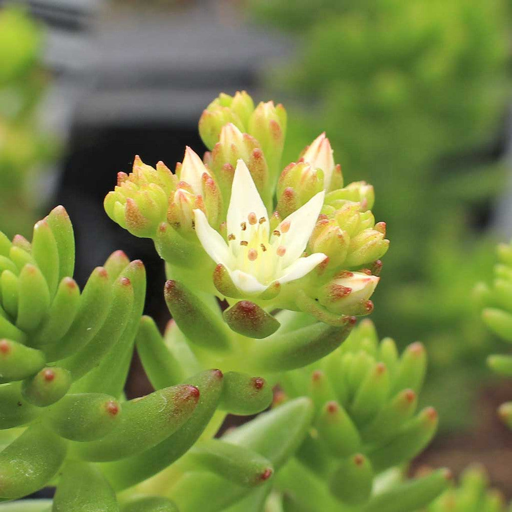 Sedum 'Spiral Staircase'