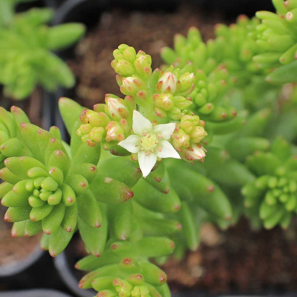 Sedum 'Spiral Staircase'
