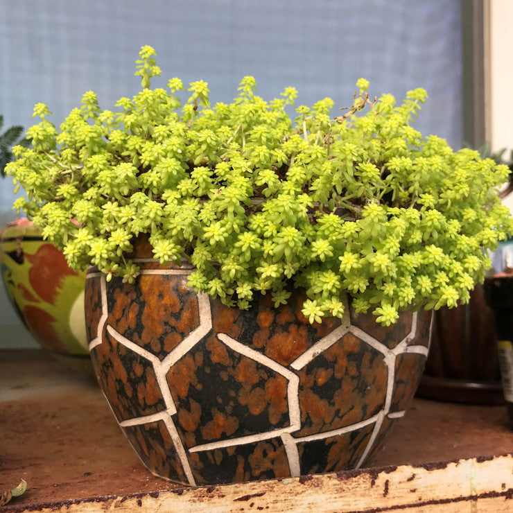 Sedum japonicum 'Tokyo Sun' [large]