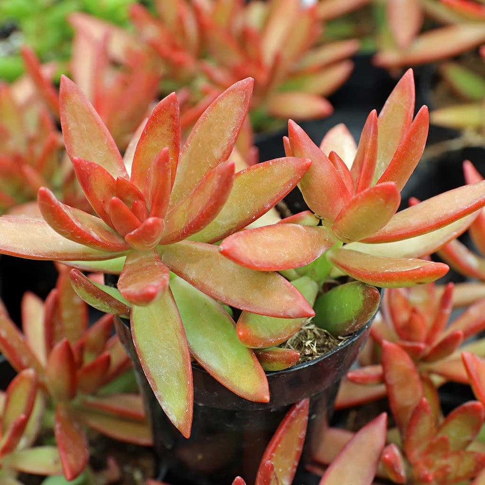 Sedum x adolphi