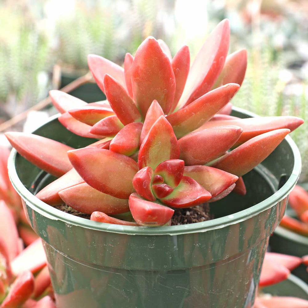 Sedum x adolphi [large]