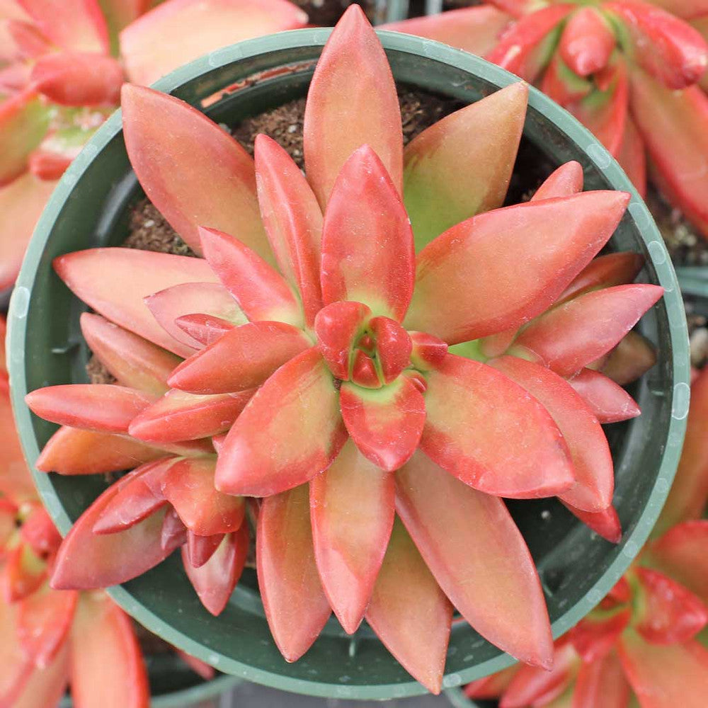 Sedum x adolphi [large]