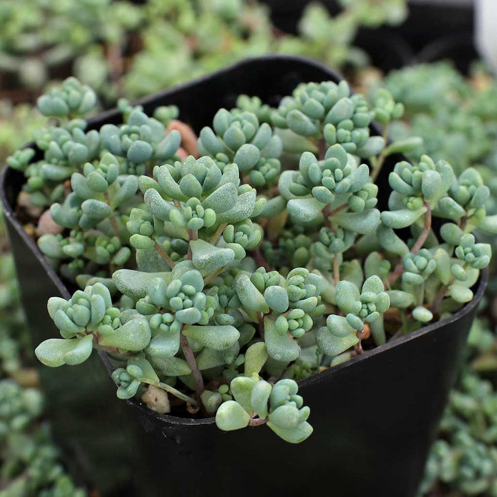 Sedum dasyphyllum - Corsican Stonecrop