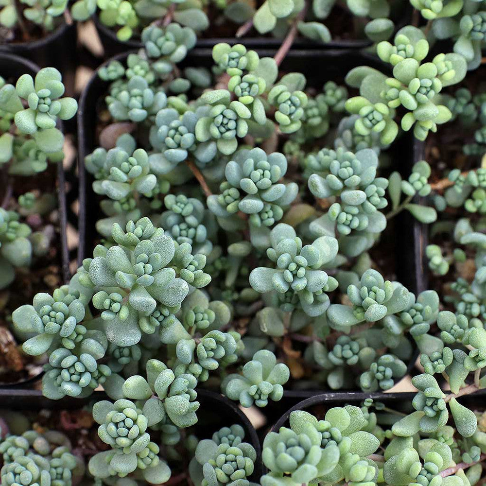 Sedum dasyphyllum - Corsican Stonecrop