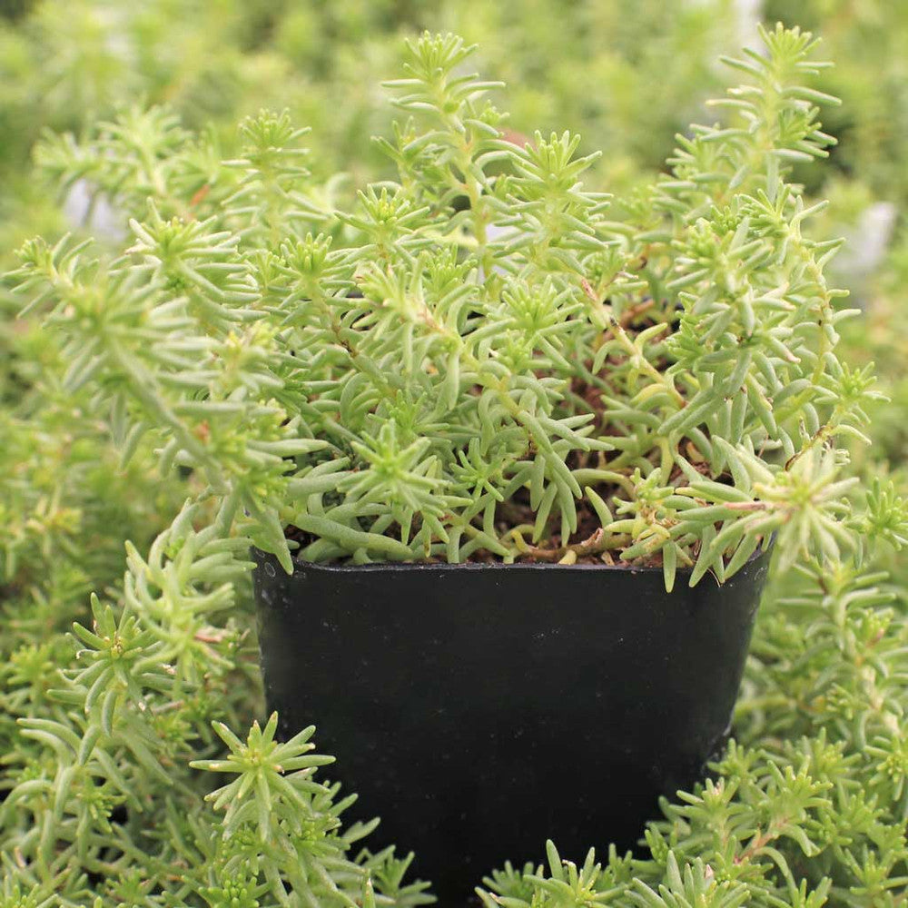 Sedum 'Golddigger'