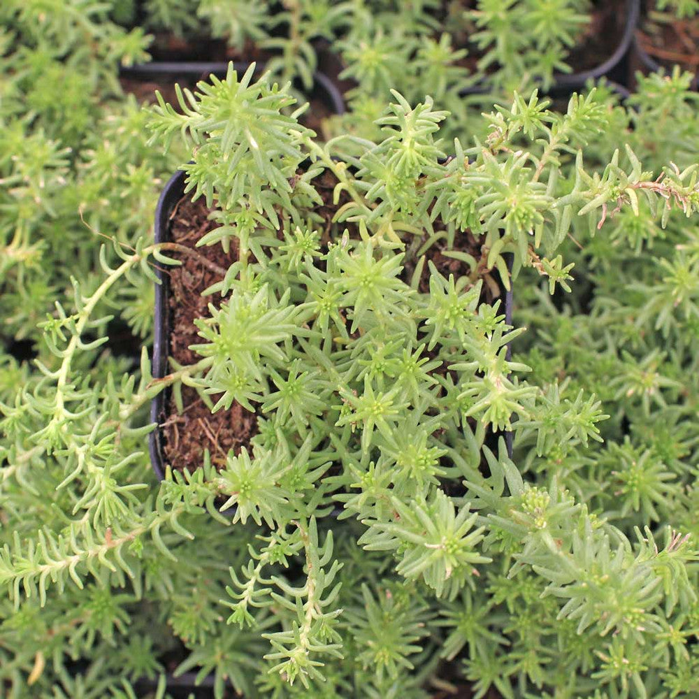 Sedum 'Golddigger'