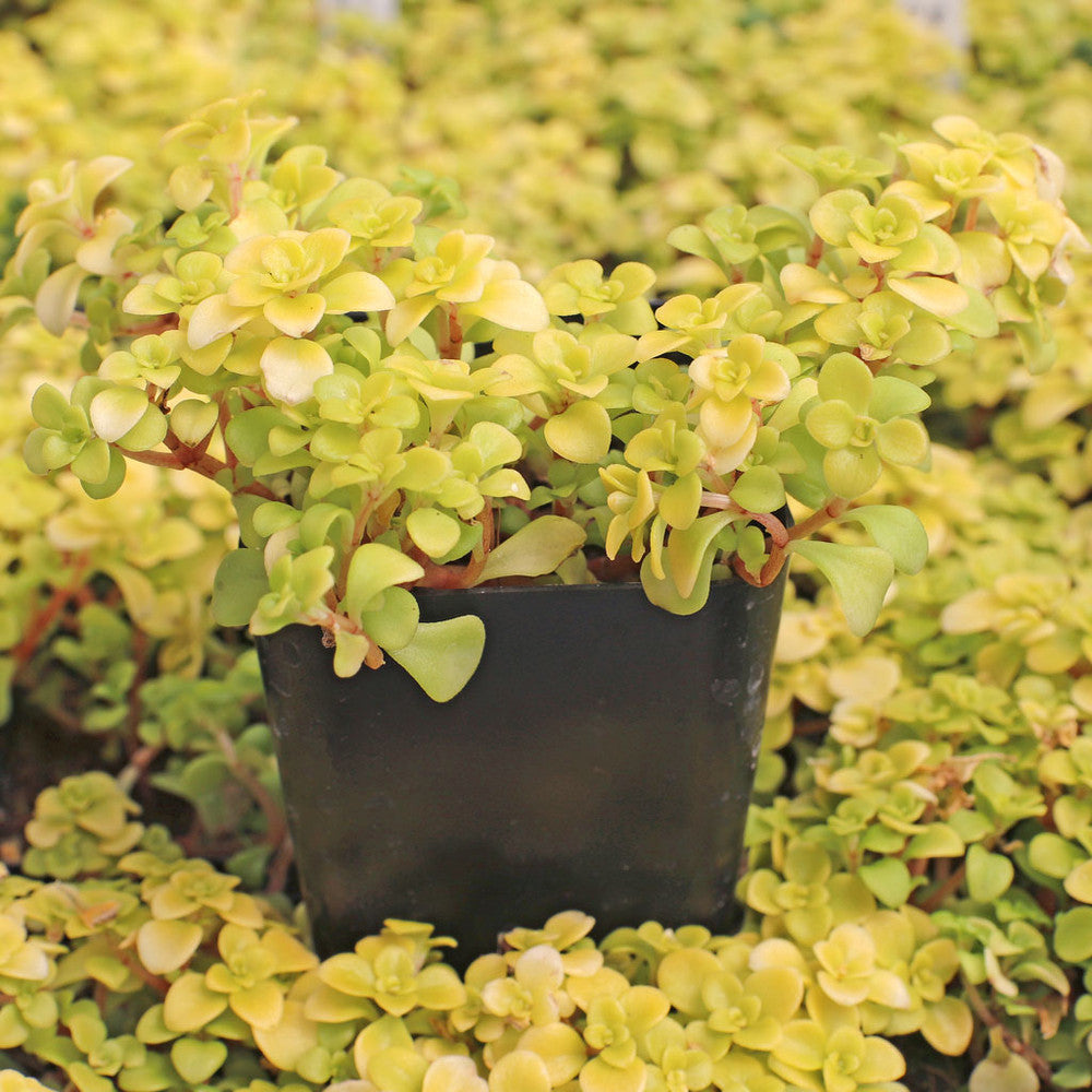 Sedum makinoi 'Ogon' - Japanese Golden Sedum