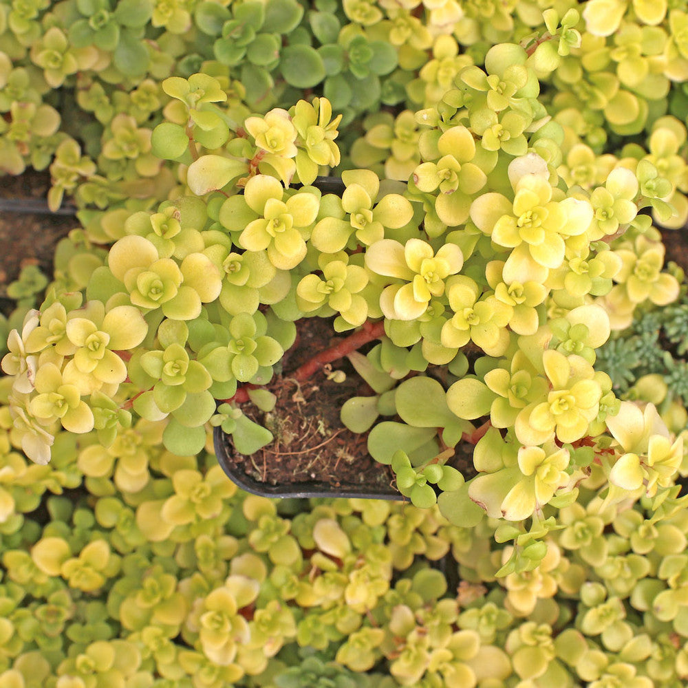 Sedum makinoi 'Ogon' - Japanese Golden Sedum