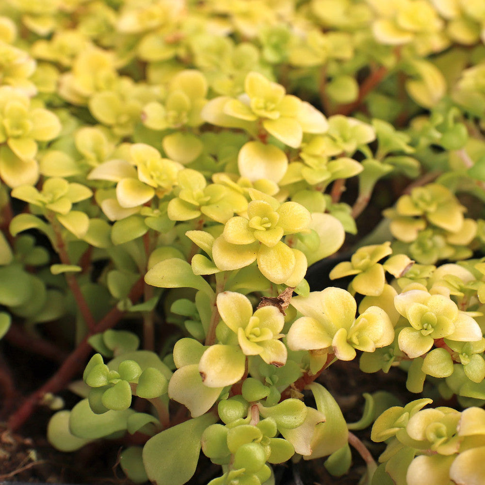 Sedum makinoi 'Ogon' - Japanese Golden Sedum