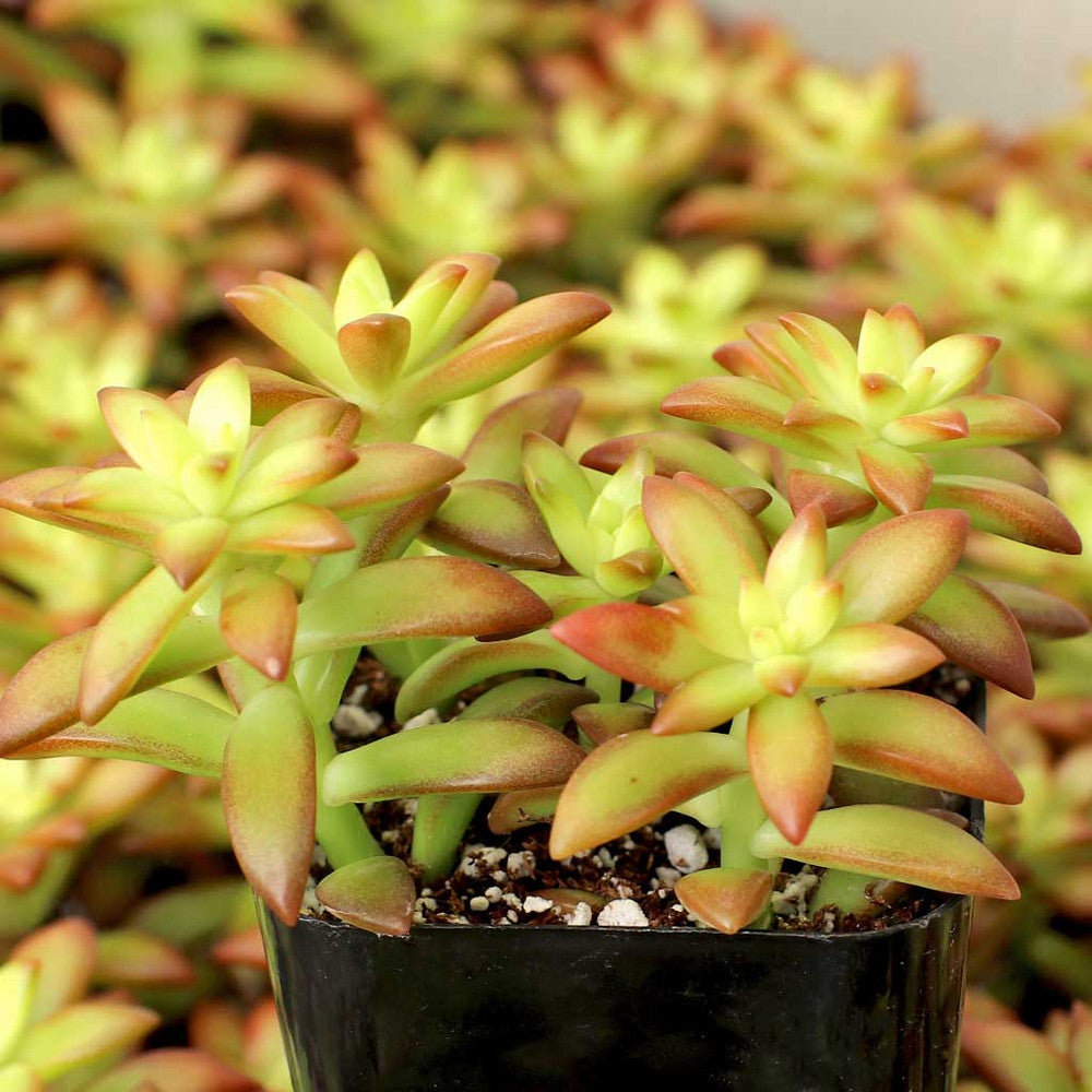 Sedum 'Orange Glow'