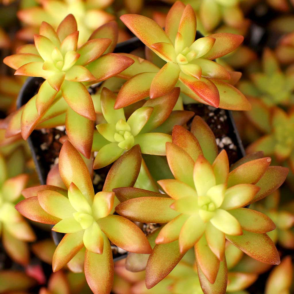 Sedum 'Orange Glow'