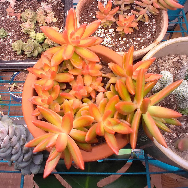 Sedum nussbaumerianum - Coppertone Stonecrop [large]