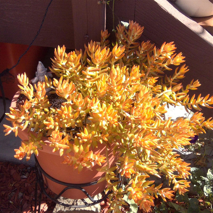 Sedum nussbaumerianum - Coppertone Stonecrop [large]