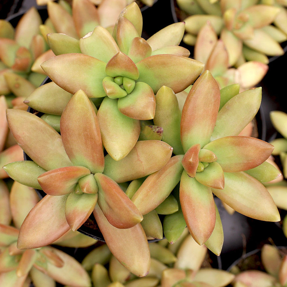 Sedum nussbaumerianum 'Orange Delight' [large]