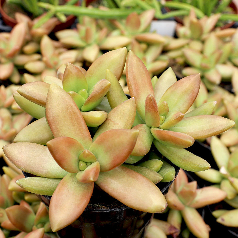 Sedum nussbaumerianum 'Orange Delight' [large]