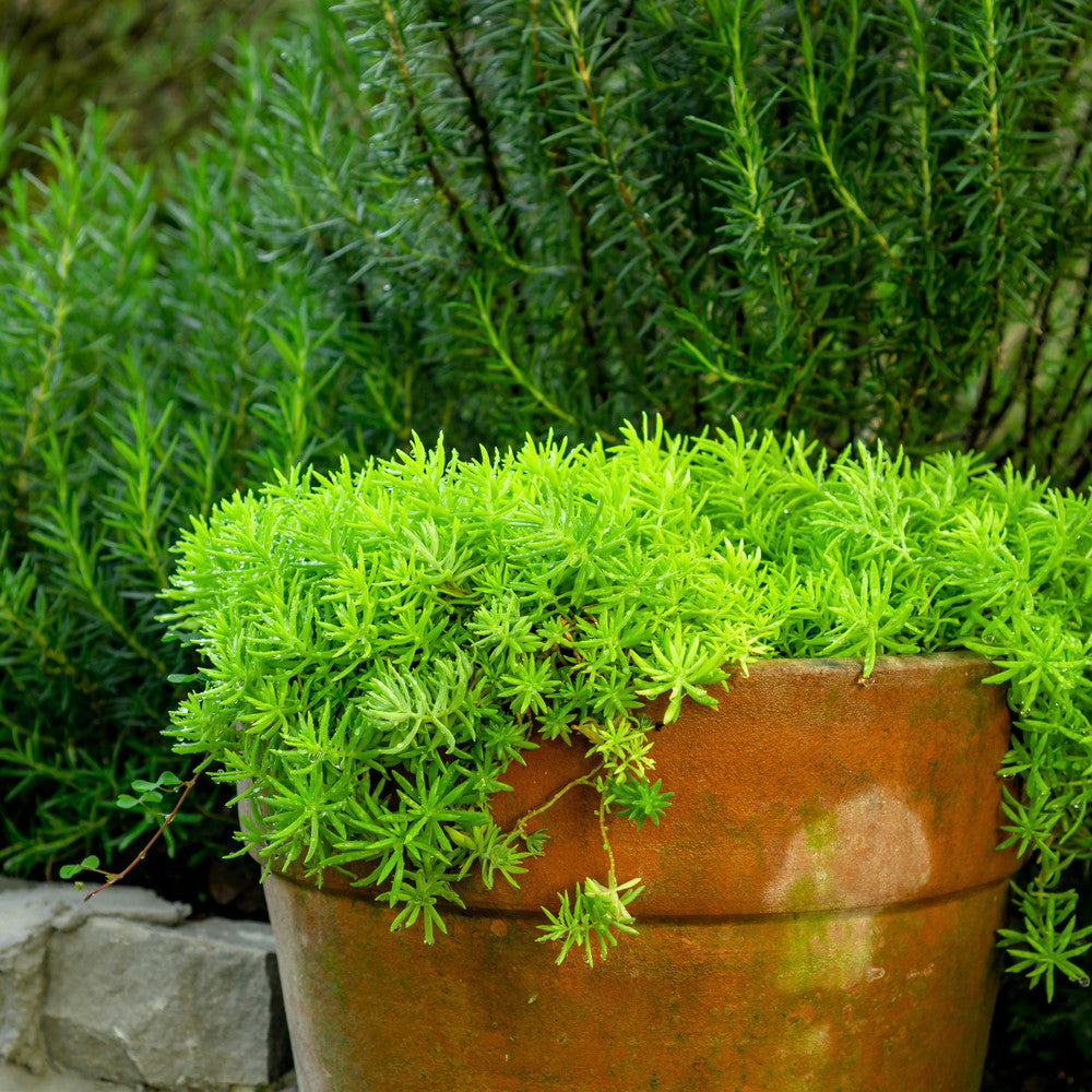 Sedum reflexum 'Angelina'