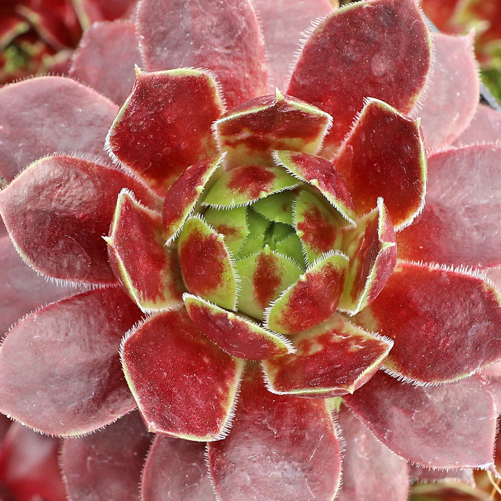 Sempervivum 'Dark Point' [exclusive]