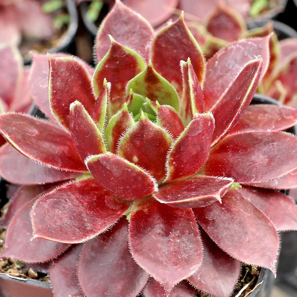 Sempervivum 'Dark Point' [exclusive]