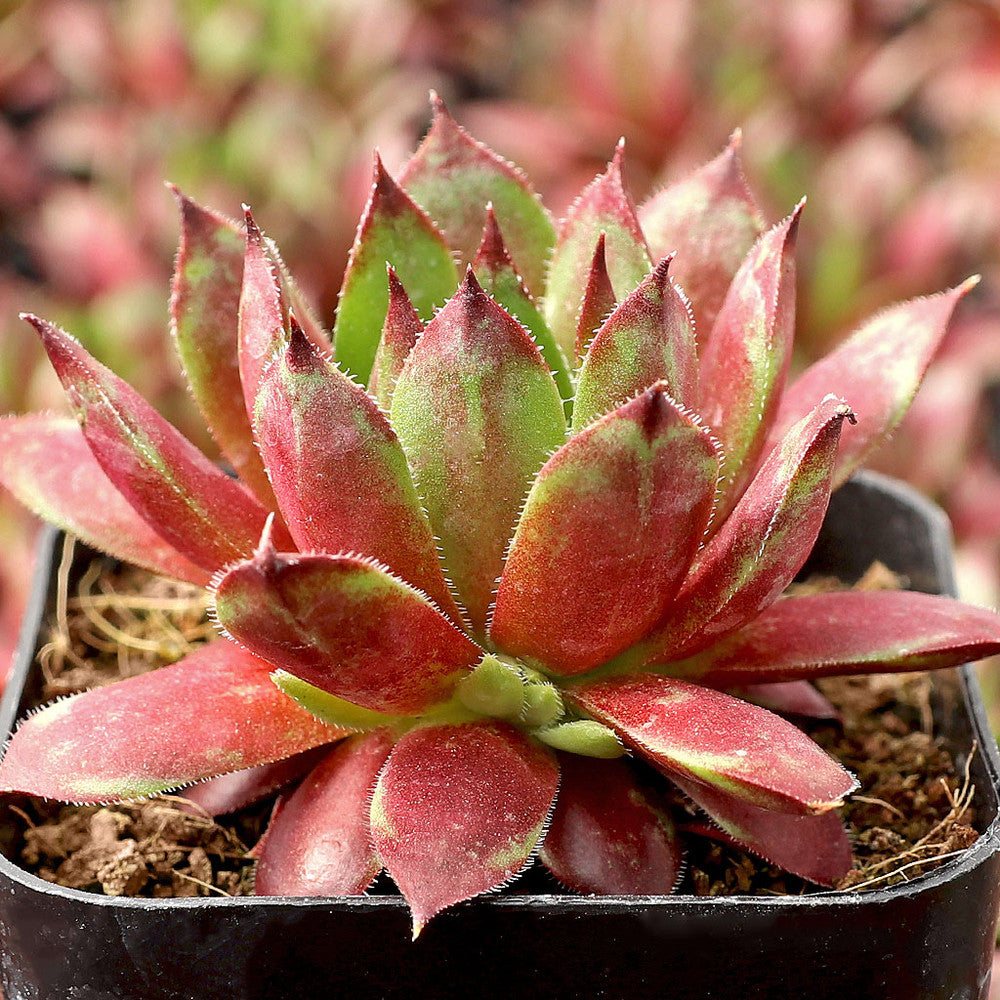 Sempervivum 'Flammenschwert'