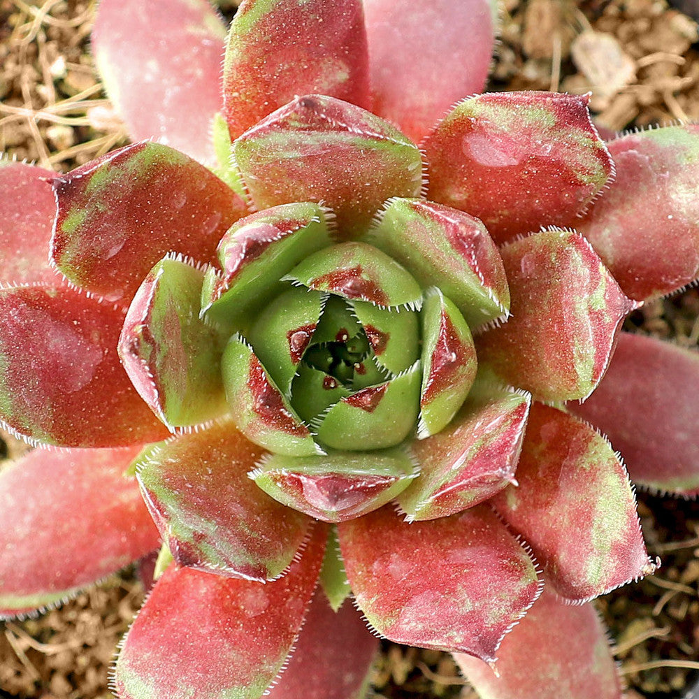 Sempervivum 'Flammenschwert'