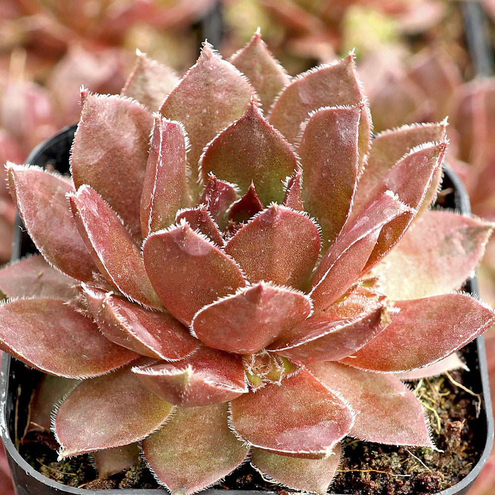 Sempervivum 'Hot Cocoa'