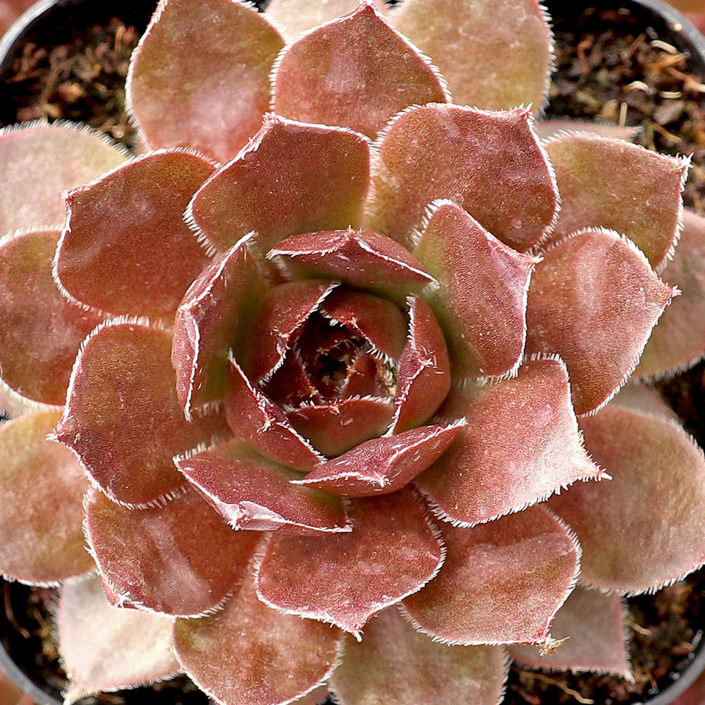 Sempervivum 'Hot Cocoa'