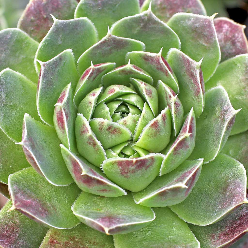 Sempervivum heuffelii 'Violet'