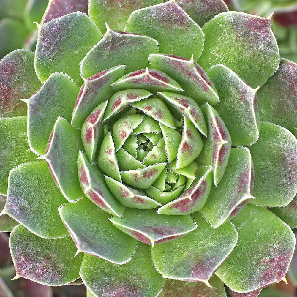 Sempervivum heuffelii 'Violet'