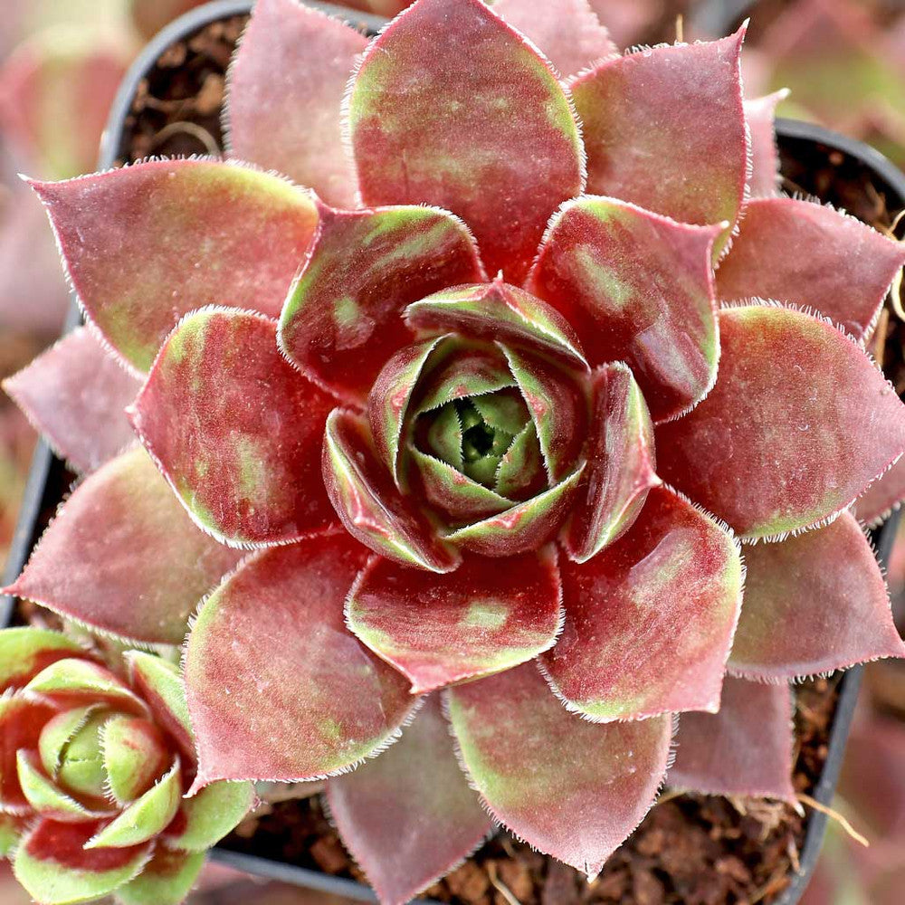 Sempervivum 'Red West'