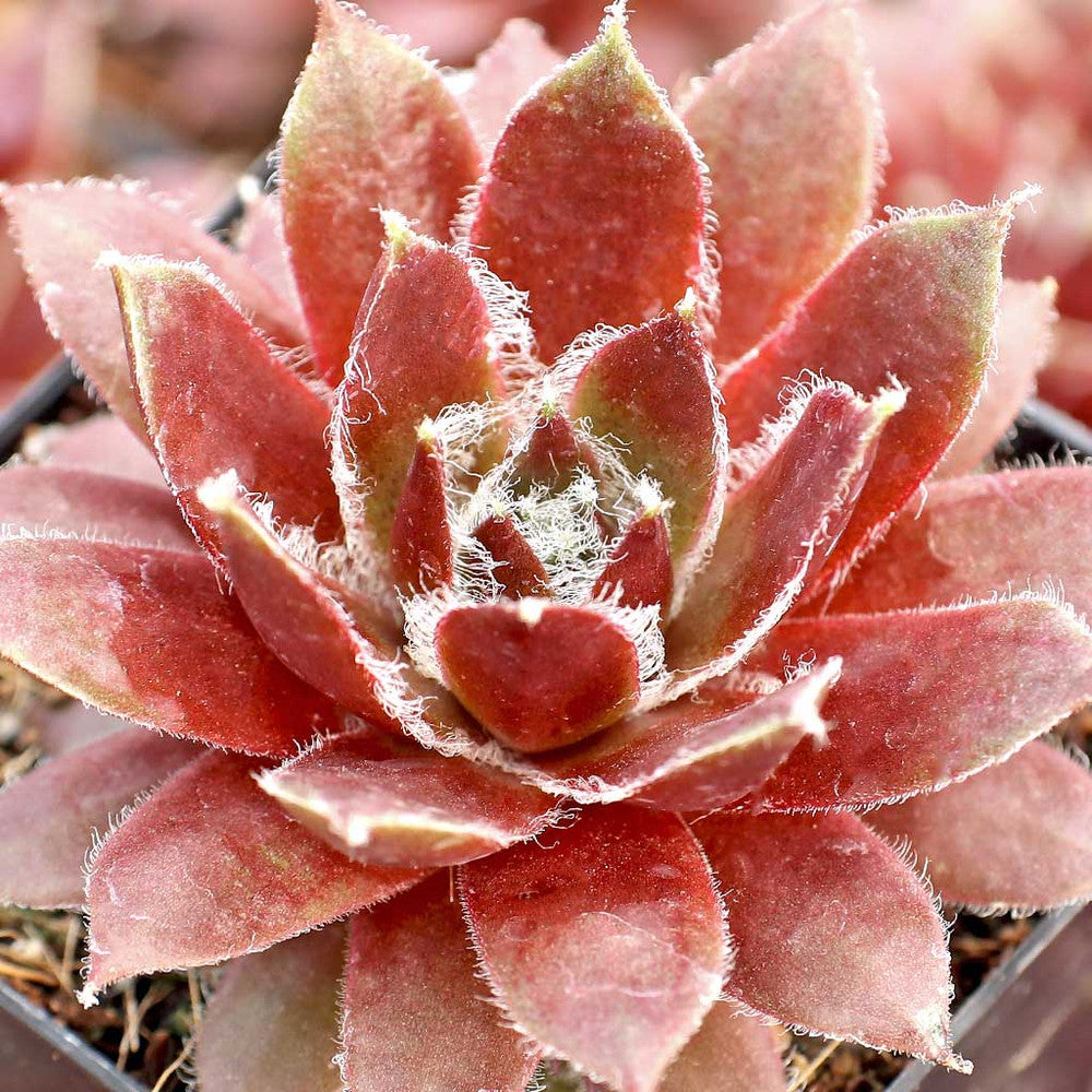 Sempervivum 'Sun Queen'