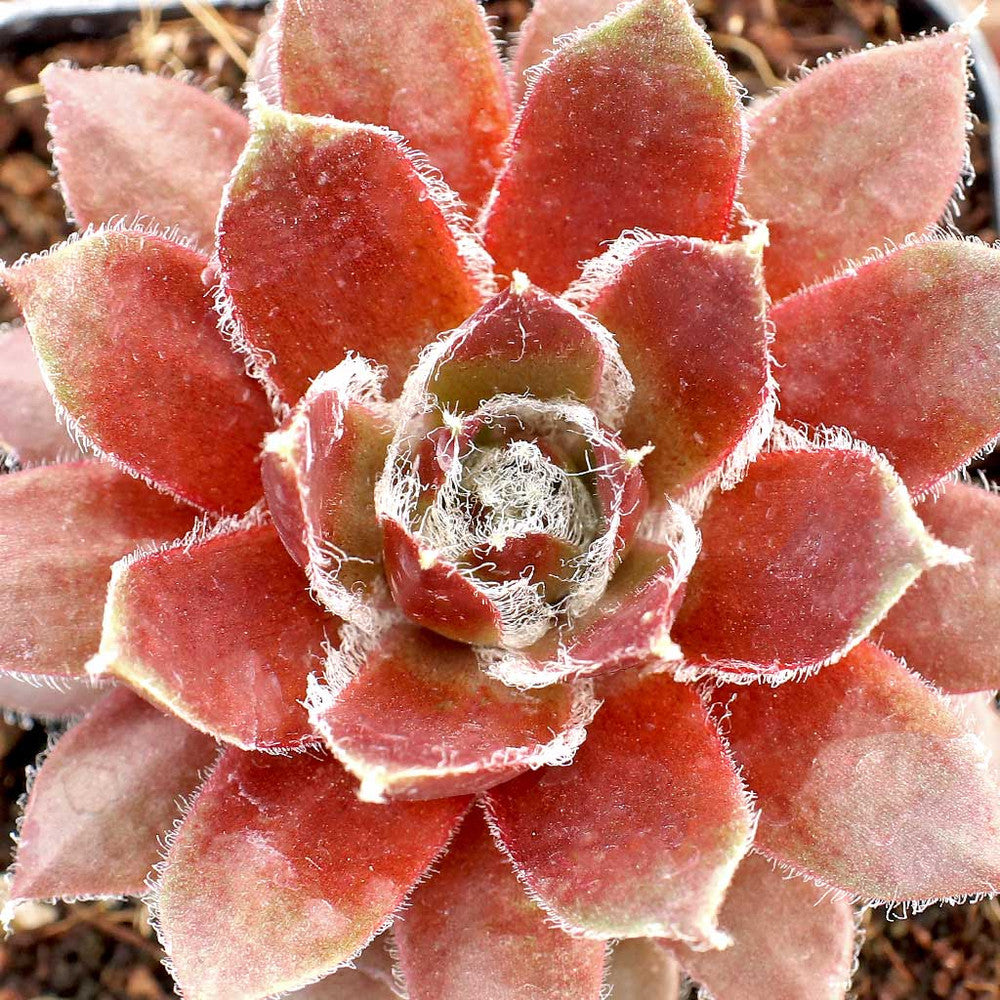 Sempervivum 'Sun Queen'