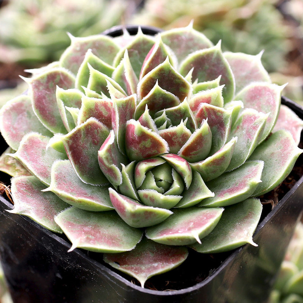 Sempervivum heuffelii 'Angel Wings'