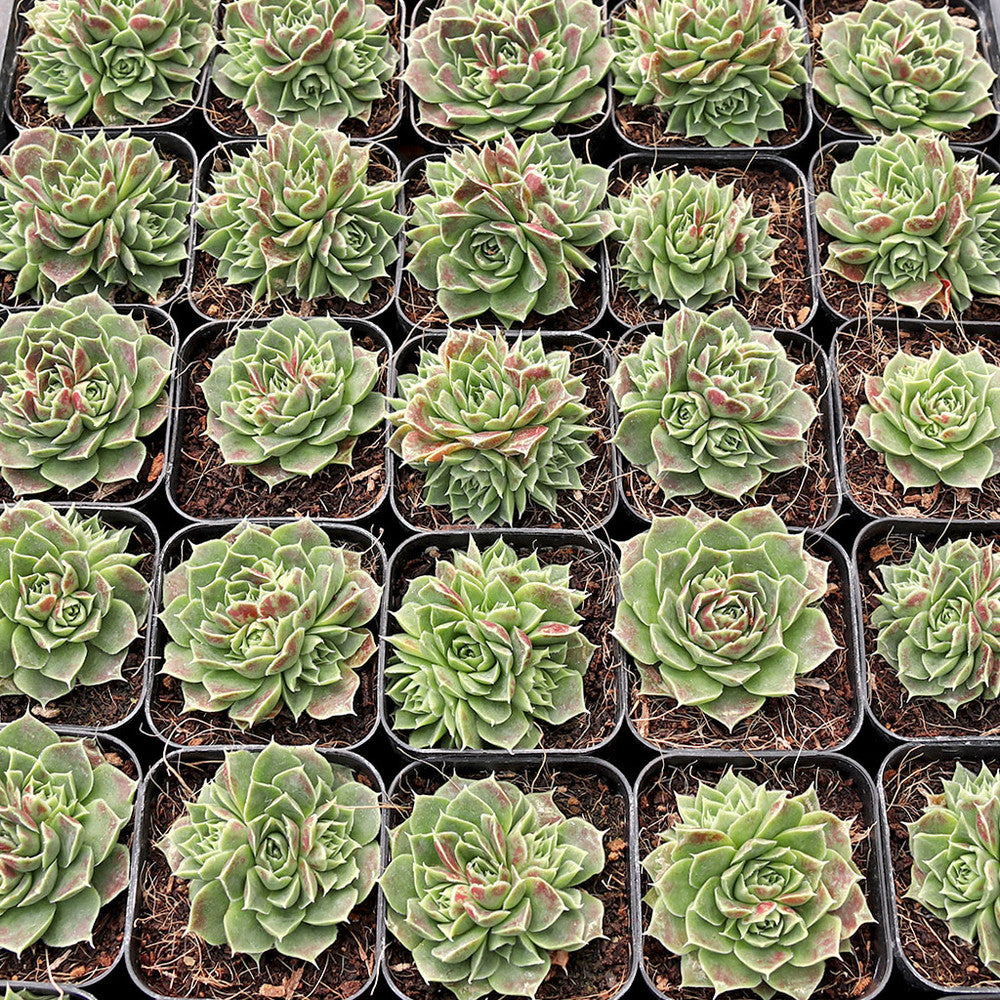 Sempervivum heuffelii 'Angel Wings'