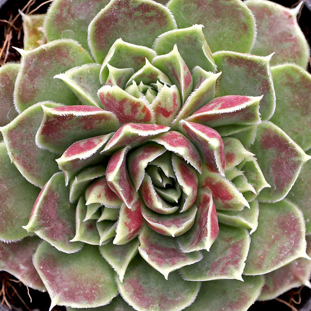 Sempervivum heuffelii 'Angel Wings'