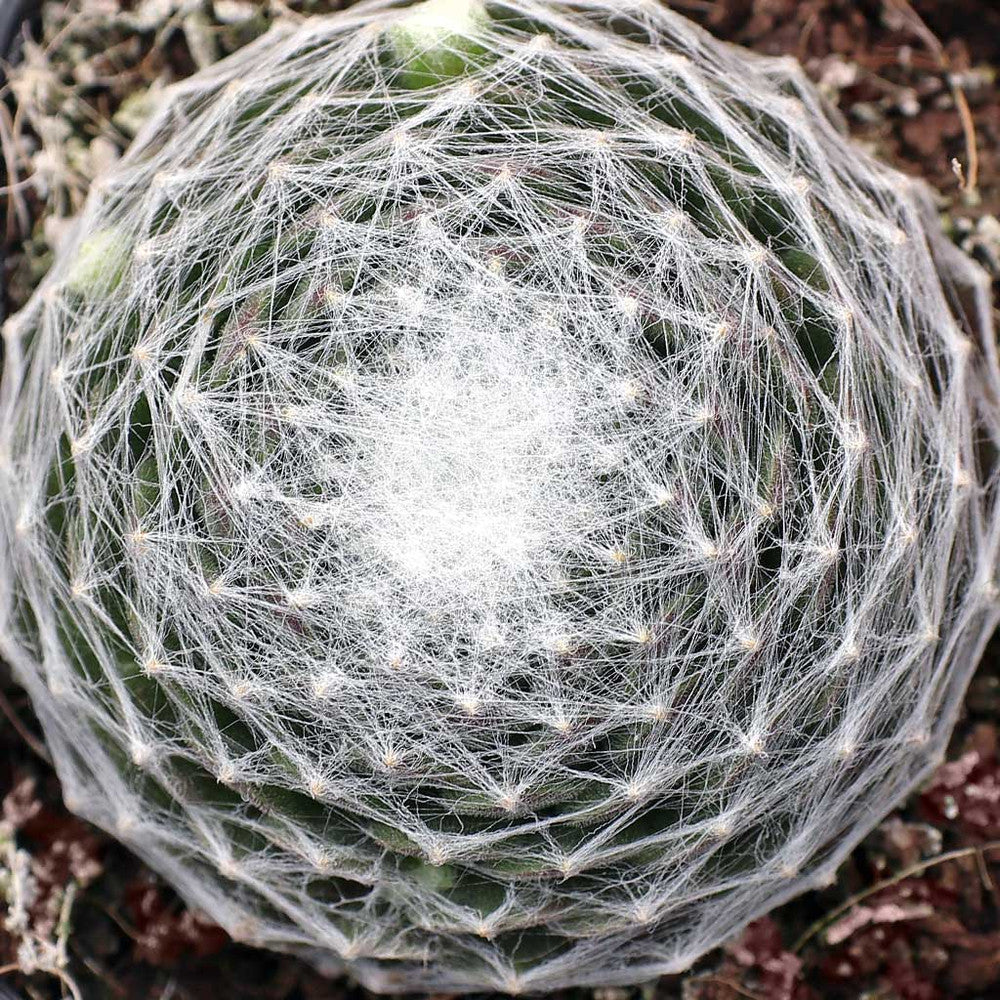 Sempervivum arachnoideum 'Cebenese'