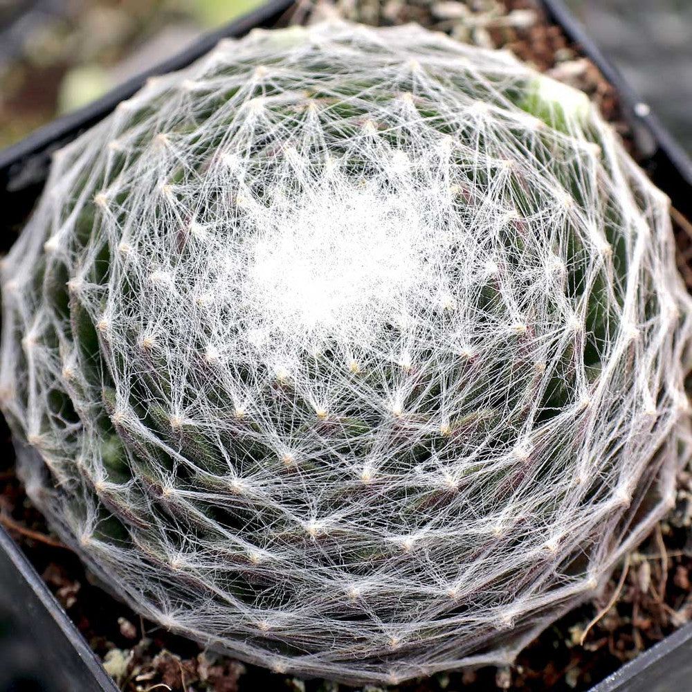 Sempervivum arachnoideum 'Cebenese'