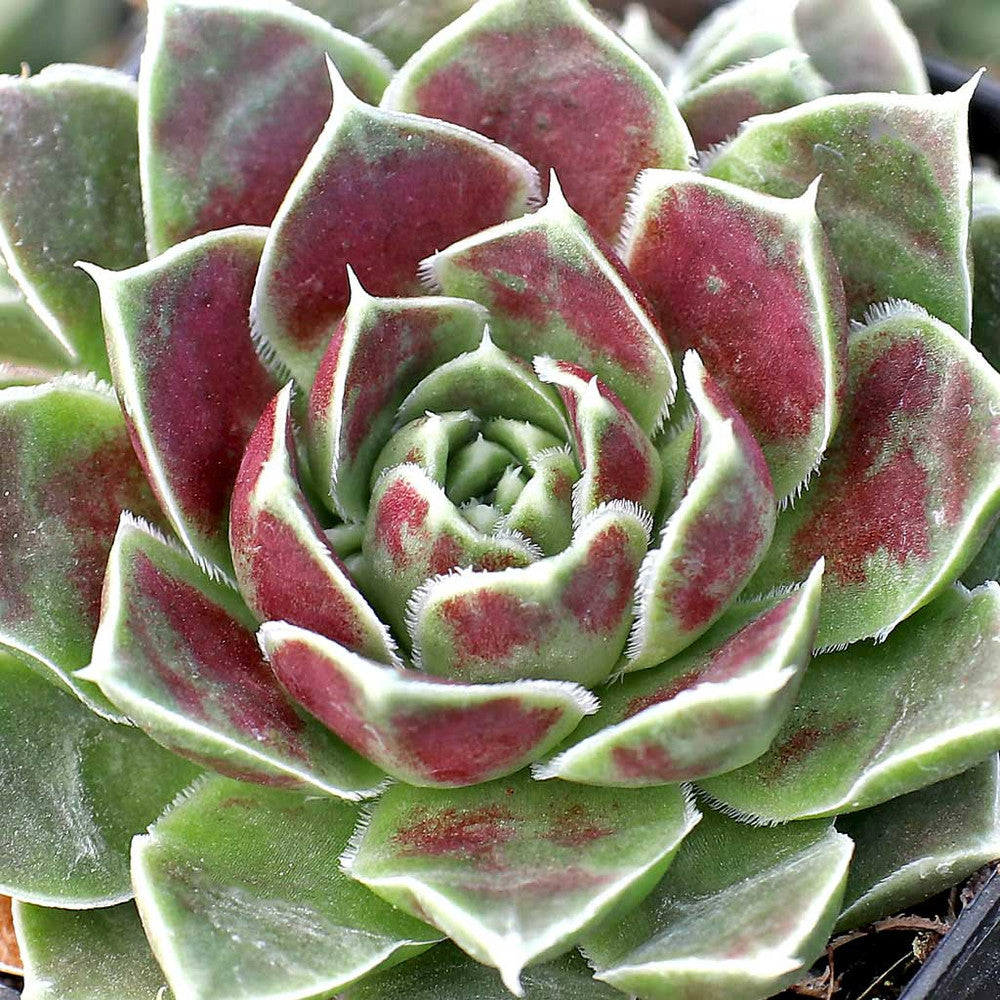 Sempervivum heuffelii 'Chocoleto' [exclusive]