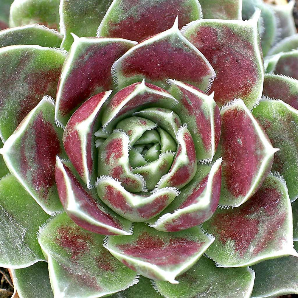 Sempervivum heuffelii 'Chocoleto' [exclusive]