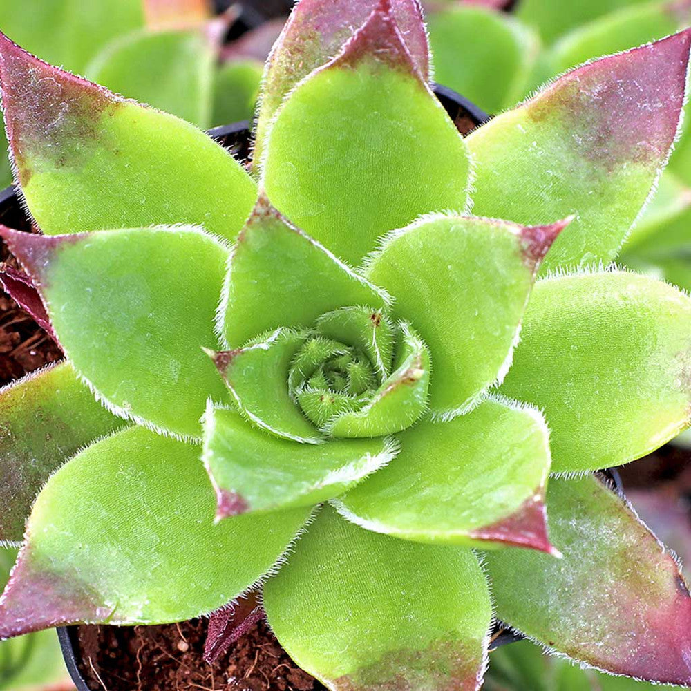 Sempervivum heuffelii 'Fandango'