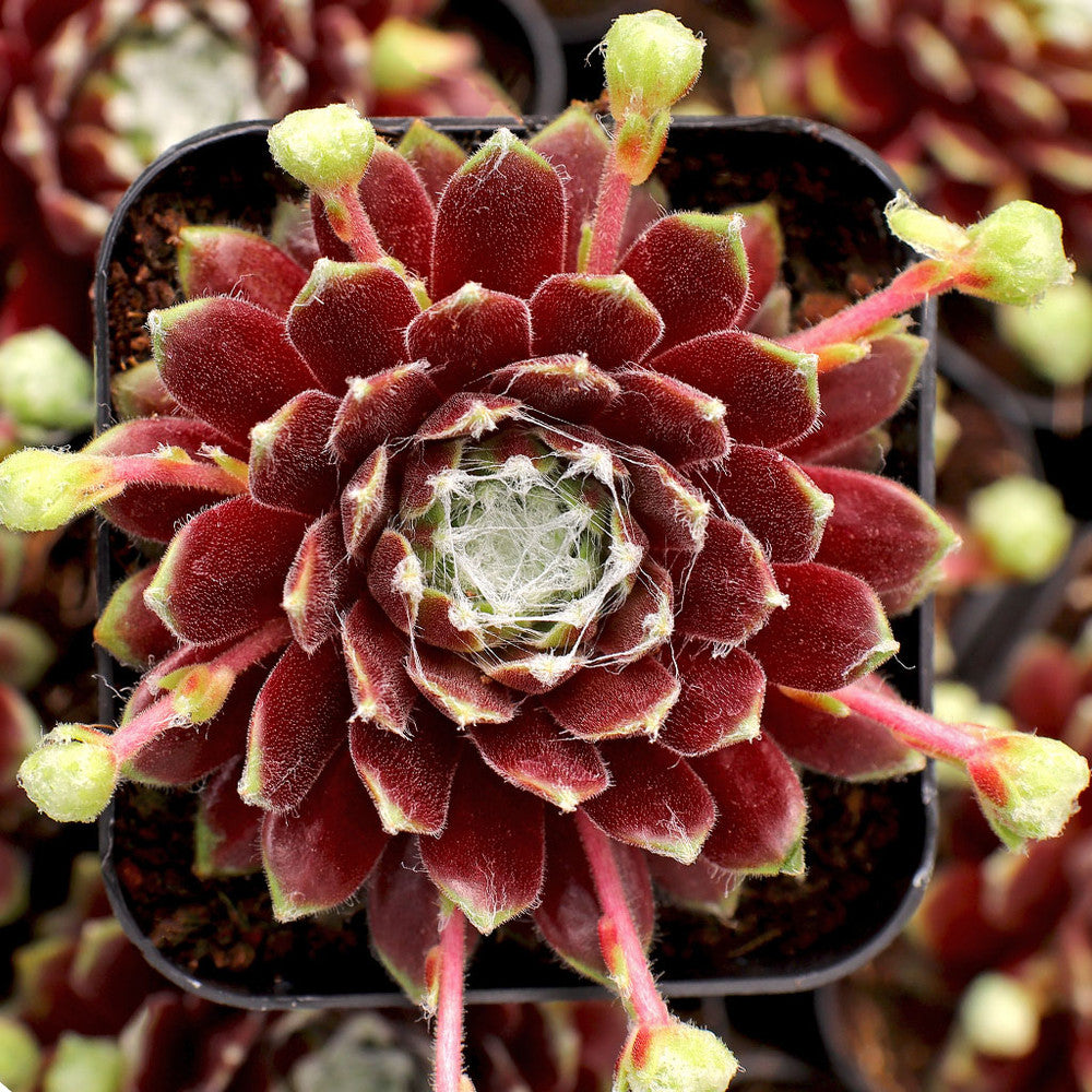 Sempervivum 'Little Bobo' [exclusive]