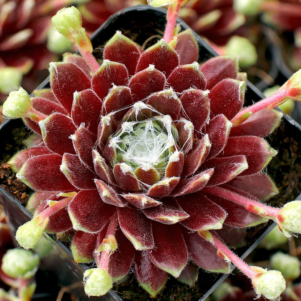 Sempervivum 'Little Bobo' [exclusive]