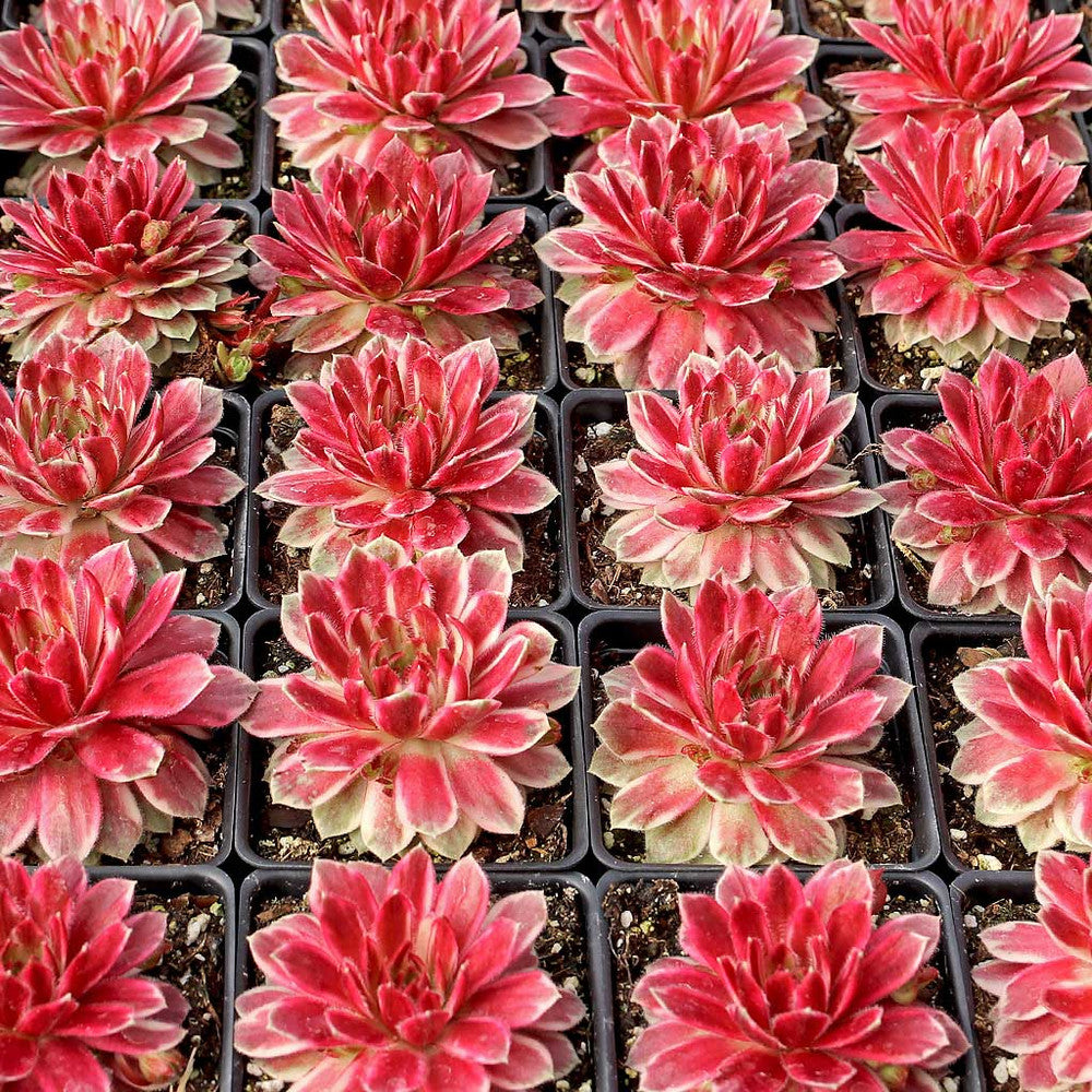 Chick Charms® Lotus Blossom™