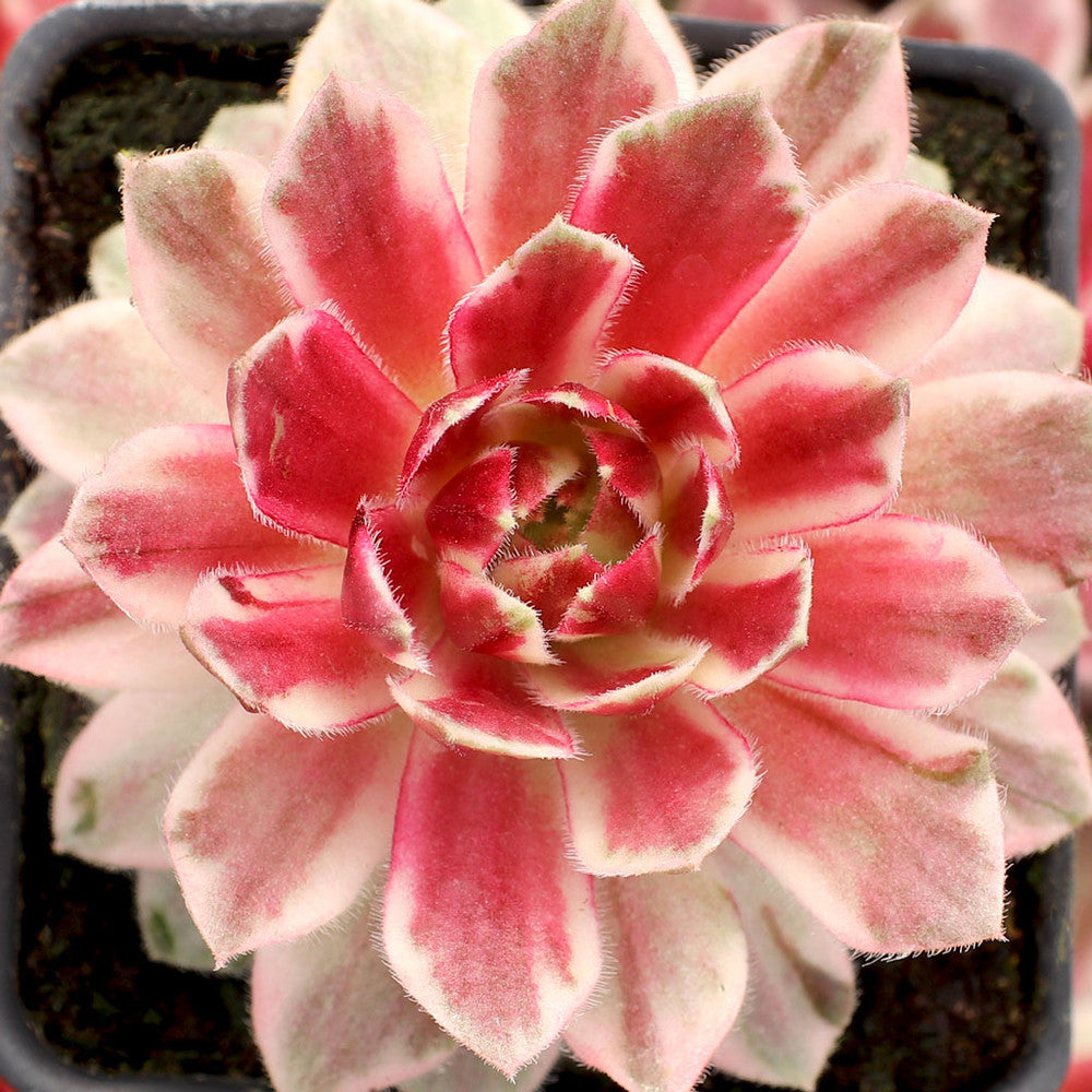 Chick Charms® Lotus Blossom™