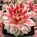 Chick Charms® Lotus Blossom™