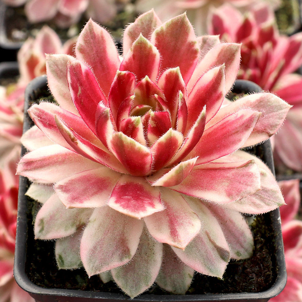 Chick Charms® Lotus Blossom™