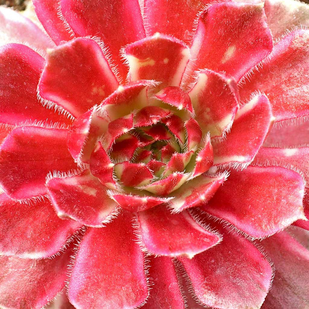Chick Charms® Lotus Blossom™