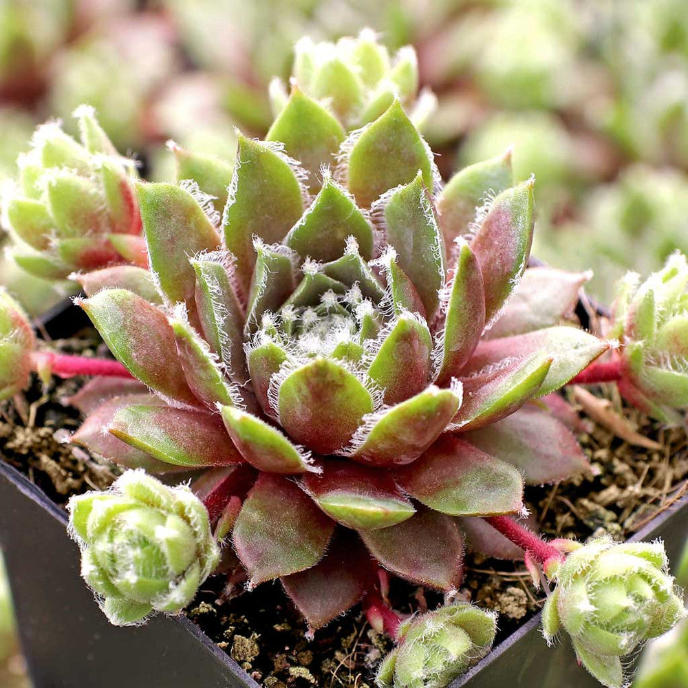 Sempervivum 'Sea Foam'