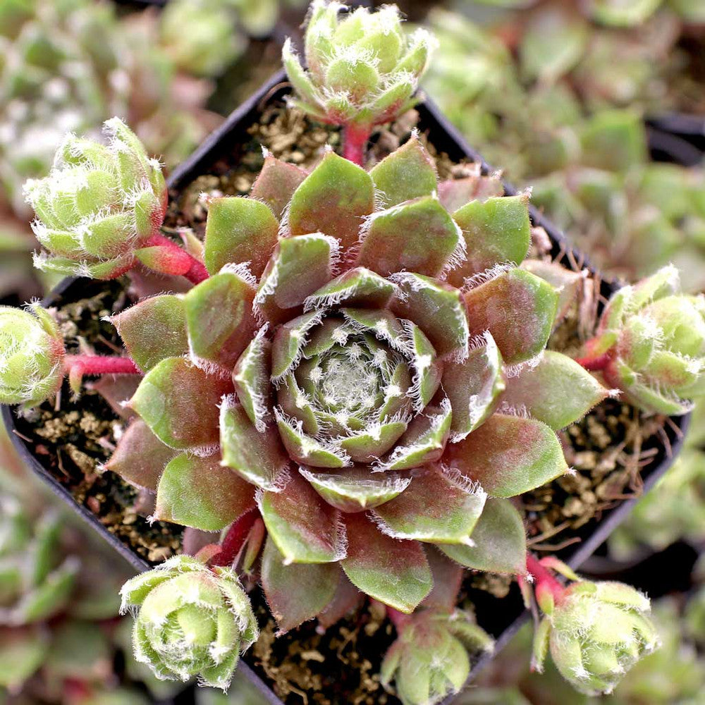 Sempervivum 'Sea Foam'