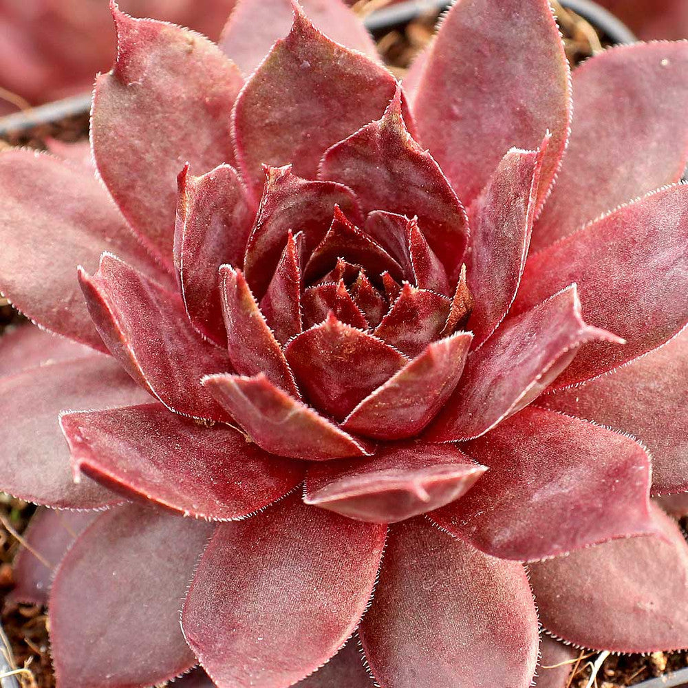 Sempervivum 'Temby'