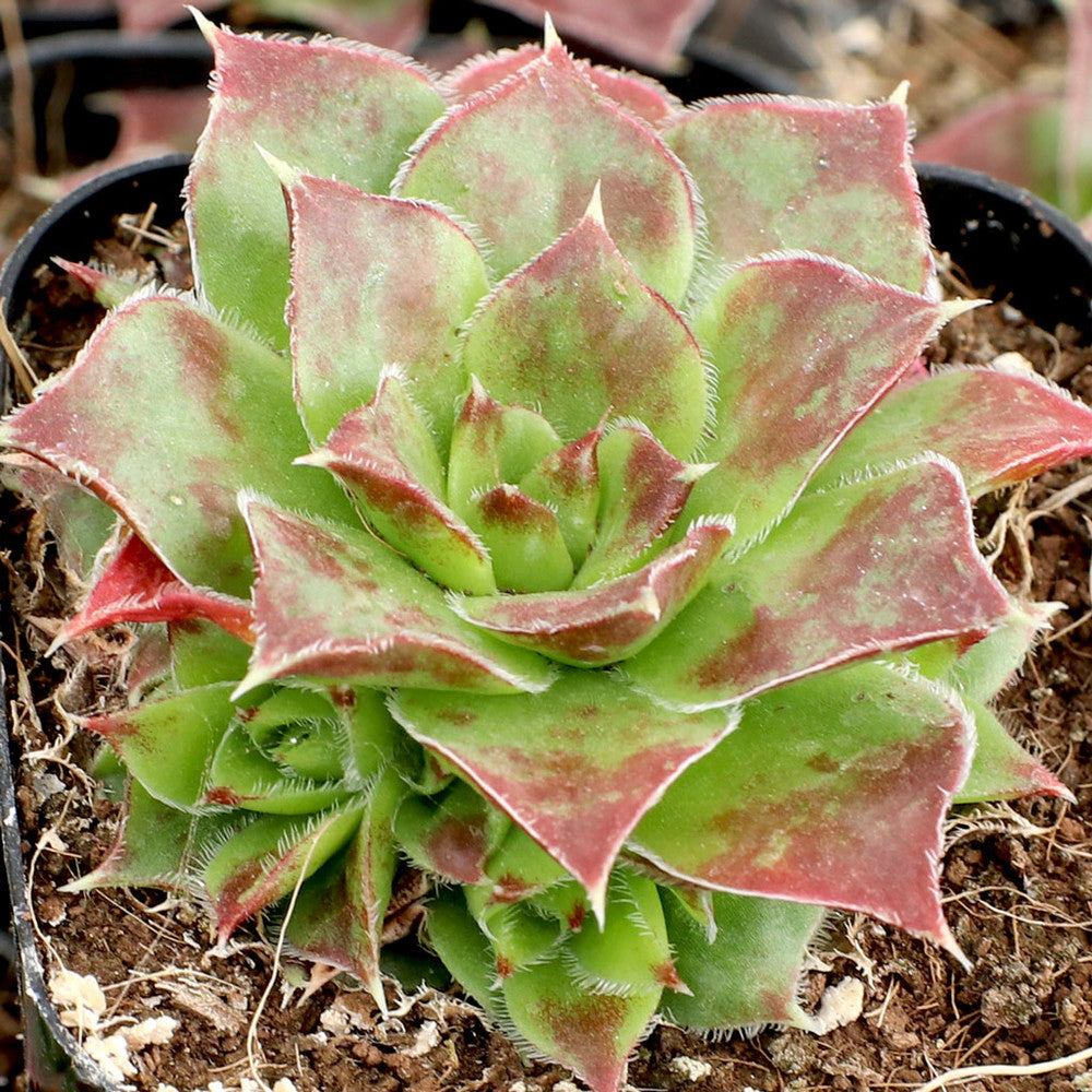 Sempervivum heuffelii 'Worstiana'
